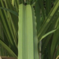 Scleria poiformis Retz.